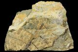 Pennsylvanian Fern (Pecopteris) Fossil - Kinney Quarry, NM #80440-1